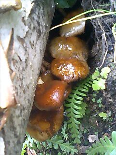 �m�d�s�R�x��h�g�`�k�t�h