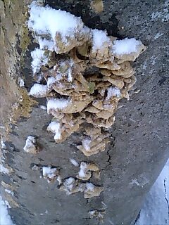 �m�d�s�R�x��h�g�`�k�t�h