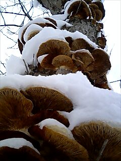 �m�d�s�R�x��h�g�`�k�t�h