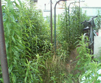 ���܂̂��Ⴍ�ȃy�[�W�i�����̃z�[���y�[�W�j