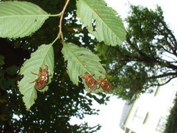 ���܂̂��Ⴍ�ȃy�[�W�i�����̃z�[���y�[�W�j