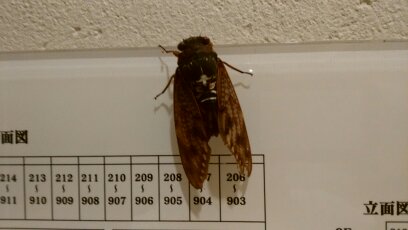 ���܂̂��Ⴍ�ȃy�[�W�i�����̃z�[���y�[�W�j