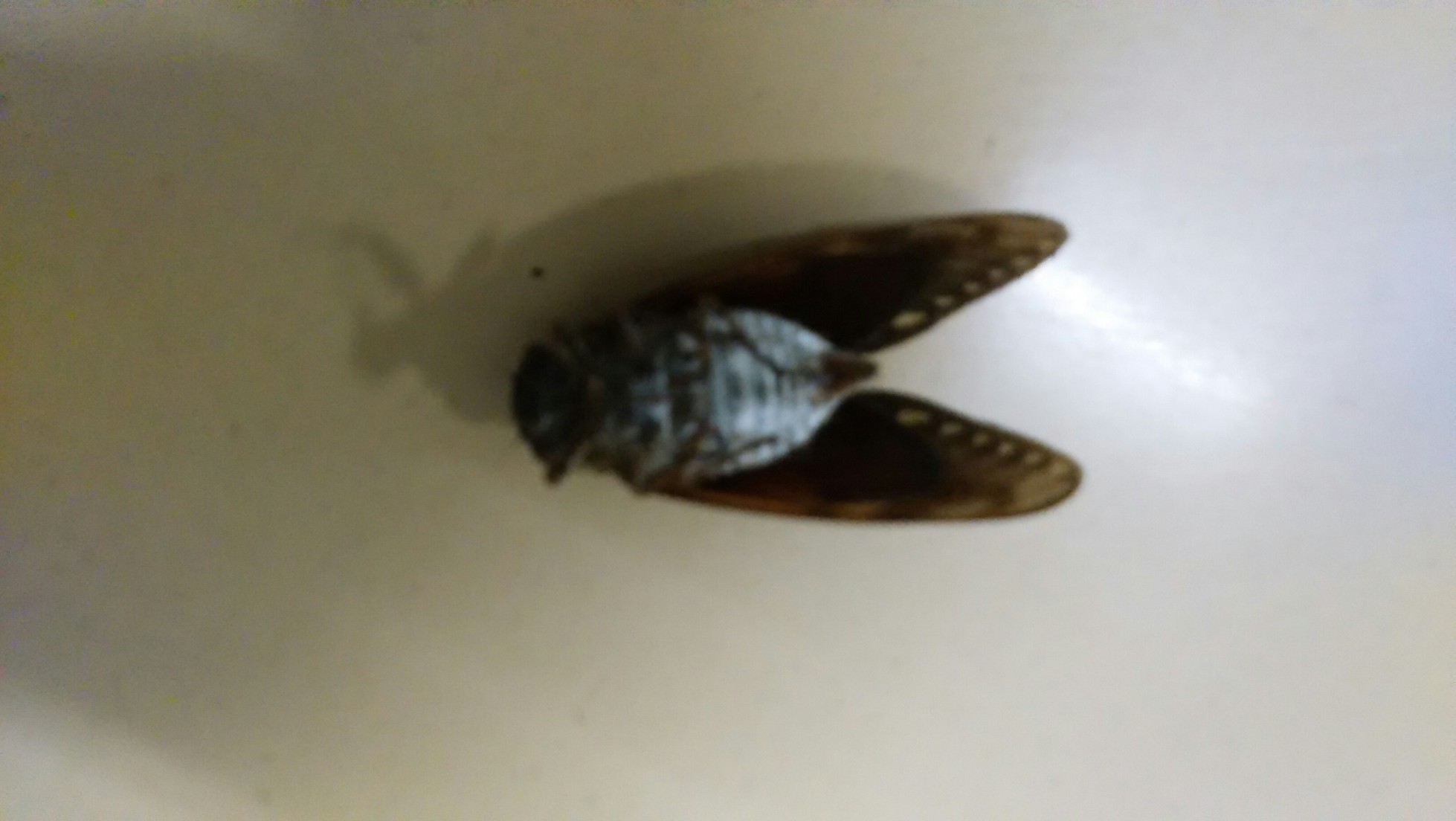 ���܂̂��Ⴍ�ȃy�[�W�i�����̃z�[���y�[�W�j