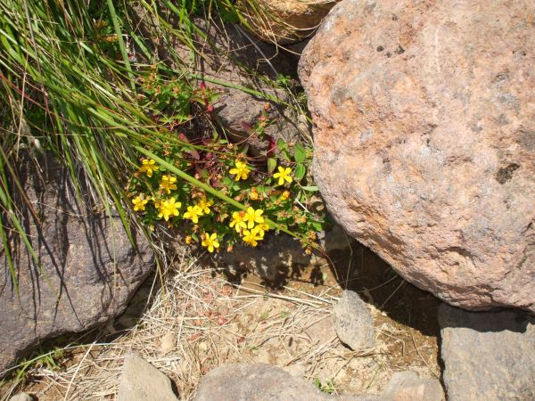 ���܂̂��Ⴍ�ȃy�[�W�i�����̃z�[���y�[�W�j