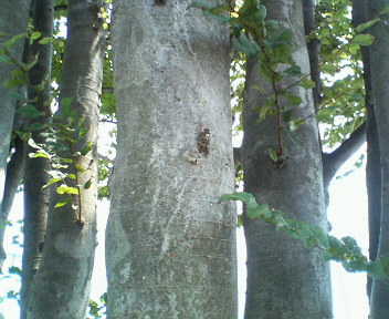 ���܂̂��Ⴍ�ȃy�[�W�i�����̃z�[���y�[�W�j