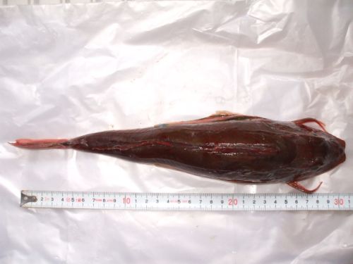 ���܂̂��Ⴍ�ȃy�[�W�i�����̃z�[���y�[�W�j