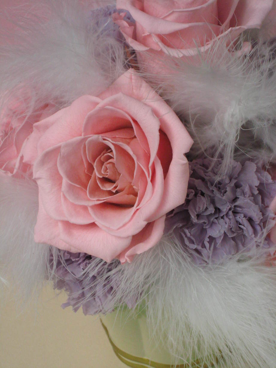 �A���u���b�W���[�Y�@�y�t�����[�A�����W�����g�X�N�[���z