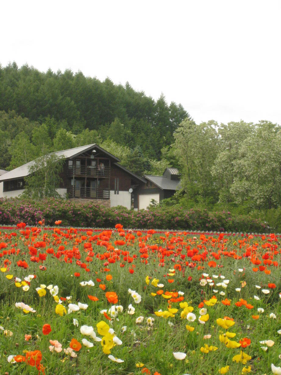 �A���u���b�W���[�Y�@�y�t�����[�A�����W�����g�X�N�[���z