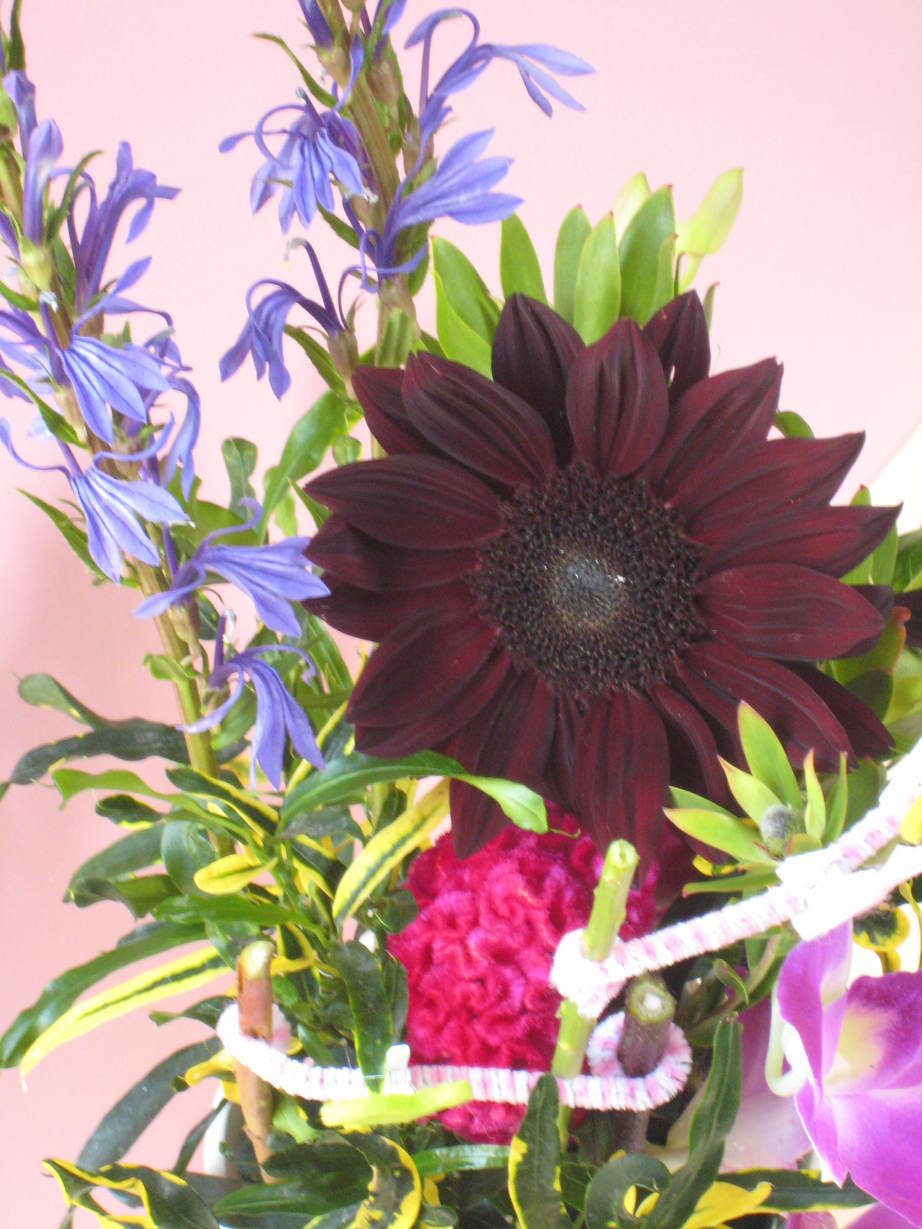 �A���u���b�W���[�Y�@�y�t�����[�A�����W�����g�X�N�[���z