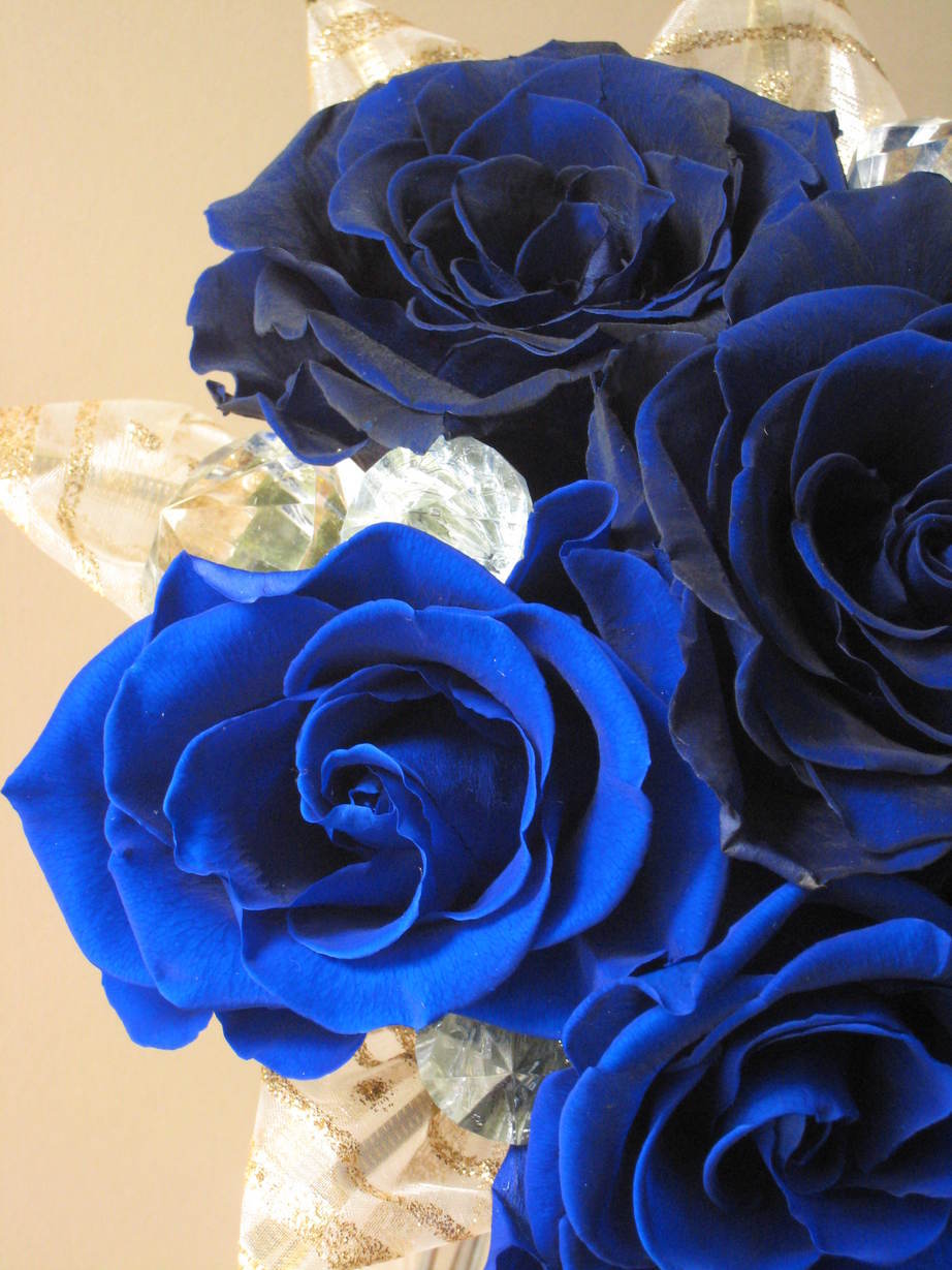 �A���u���b�W���[�Y�@�y�t�����[�A�����W�����g�X�N�[���z