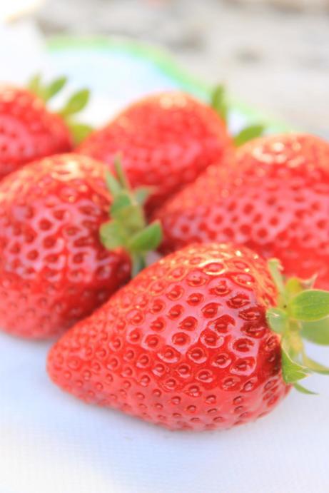 �A���u���b�W���[�Y�@�y�t�����[�A�����W�����g�X�N�[���z