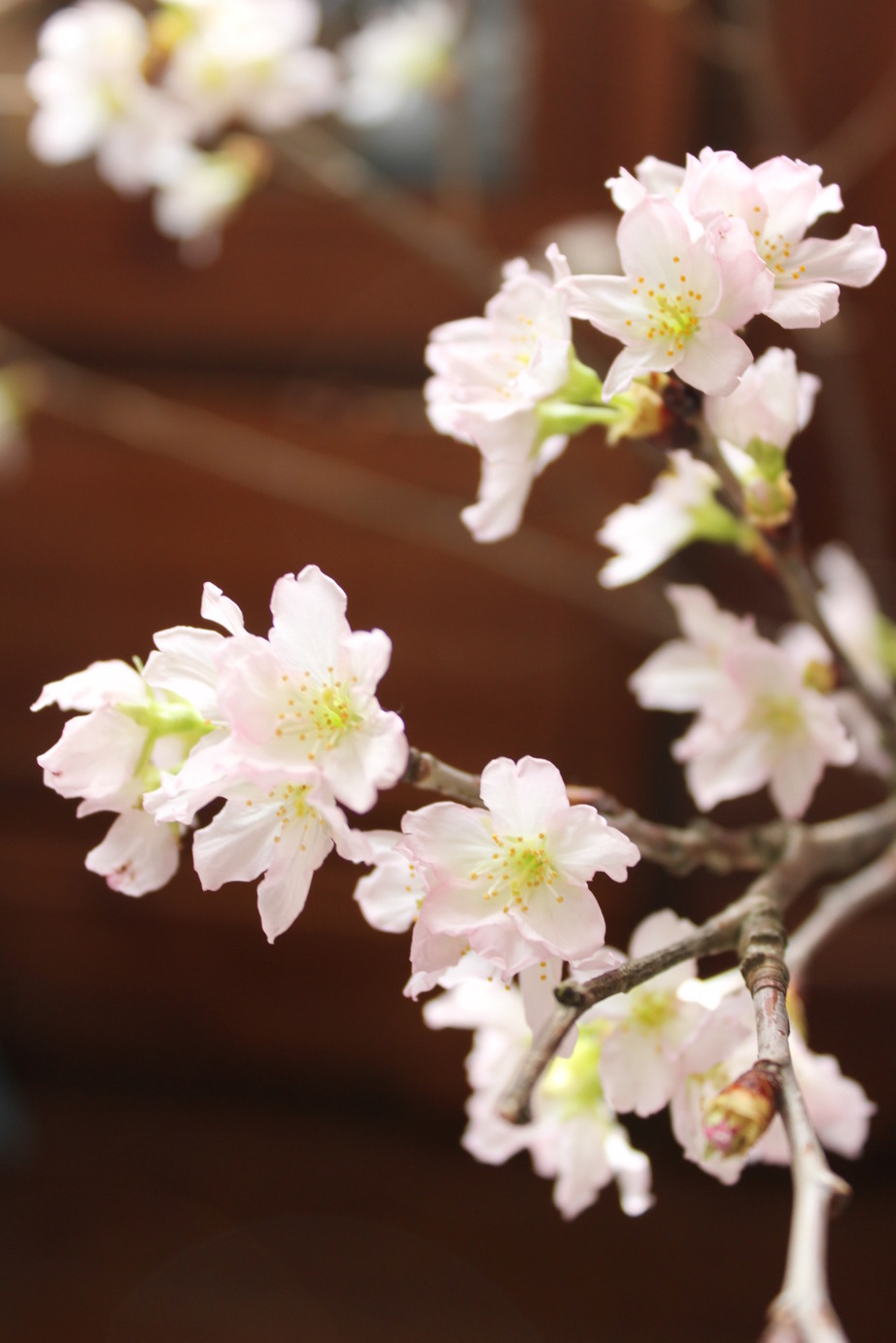 �A���u���b�W���[�Y�@�y�t�����[�A�����W�����g�X�N�[���z