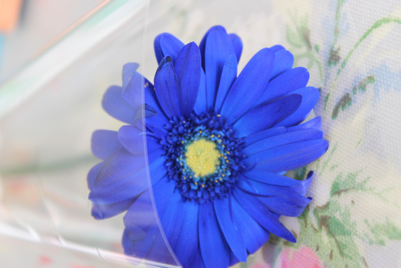 �A���u���b�W���[�Y�@�y�t�����[�A�����W�����g�X�N�[���z