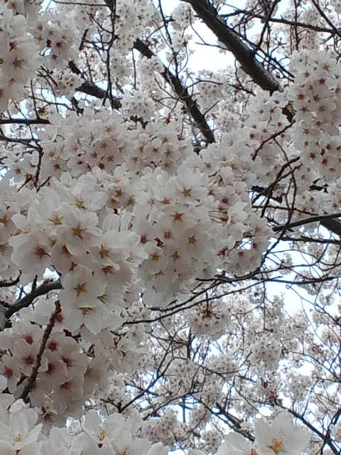 �A���u���b�W���[�Y�@�y�t�����[�A�����W�����g�X�N�[���z