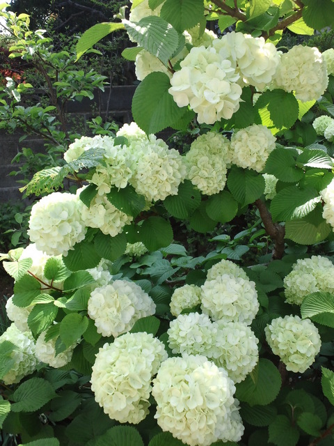 �A���u���b�W���[�Y�@�y�t�����[�A�����W�����g�X�N�[���z