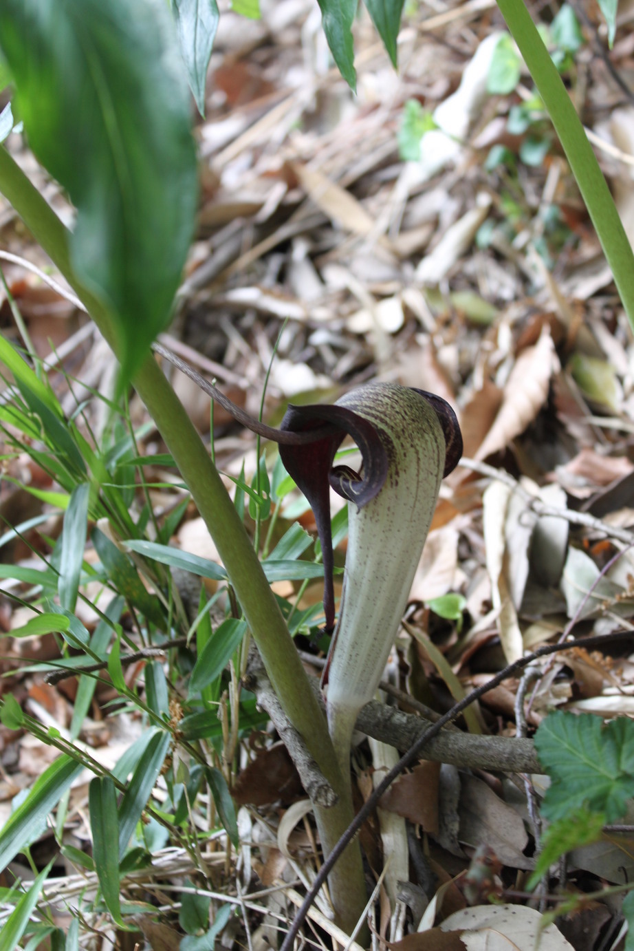 �A���u���b�W���[�Y�@�y�t�����[�A�����W�����g�X�N�[���z