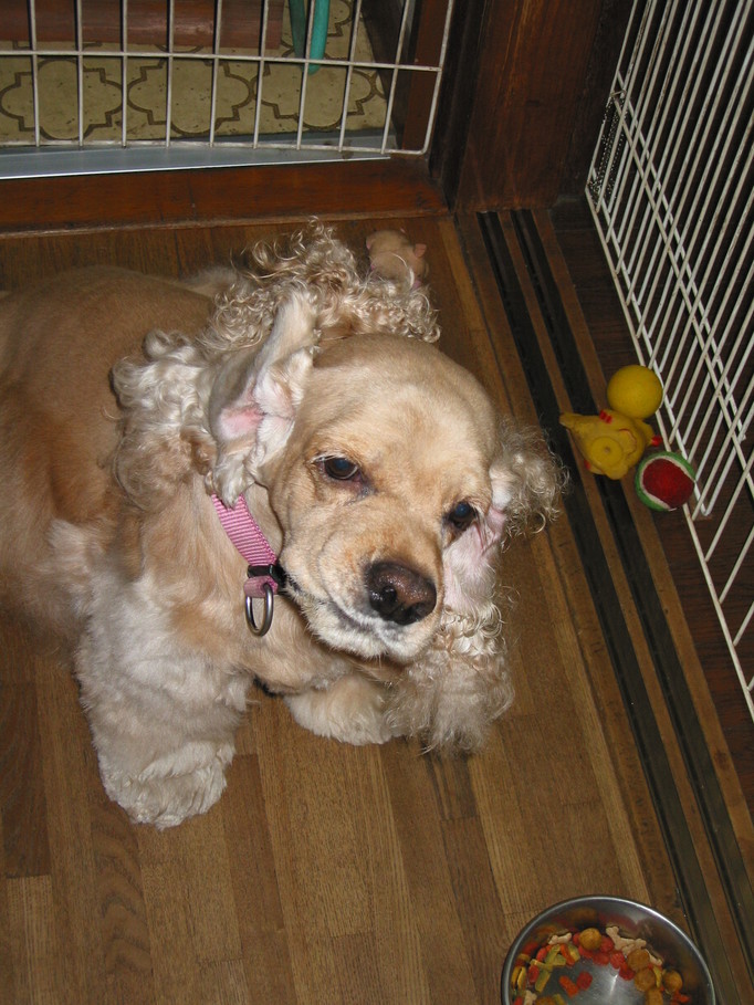 �A���u���b�W���[�Y�@�y�t�����[�A�����W�����g�X�N�[���z