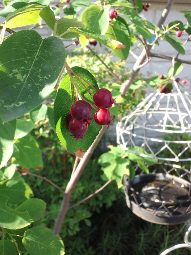 �A���u���b�W���[�Y�@�y�t�����[�A�����W�����g�X�N�[���z