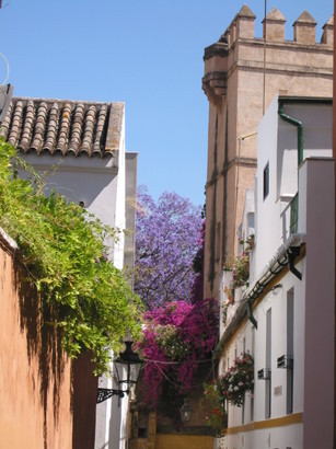 �A���u���b�W���[�Y�@�y�t�����[�A�����W�����g�X�N�[���z