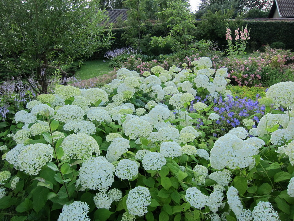 �A���u���b�W���[�Y�@�y�t�����[�A�����W�����g�X�N�[���z