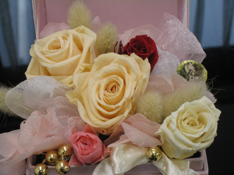 �A���u���b�W���[�Y�@�y�t�����[�A�����W�����g�X�N�[���z