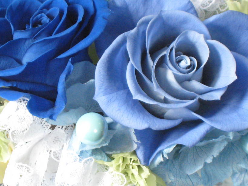 �A���u���b�W���[�Y�@�y�t�����[�A�����W�����g�X�N�[���z