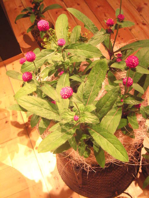 �A���u���b�W���[�Y�@�y�t�����[�A�����W�����g�X�N�[���z