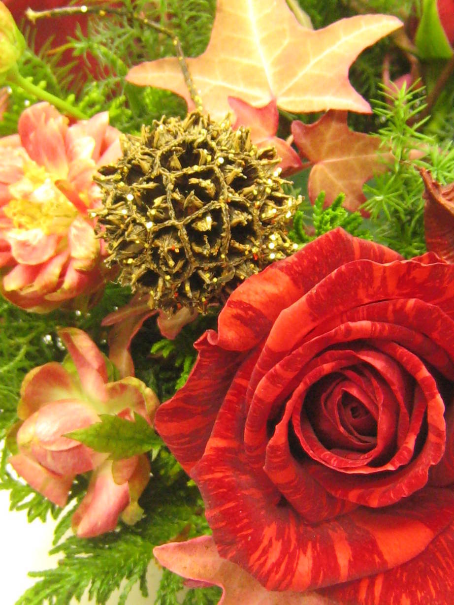 �A���u���b�W���[�Y�@�y�t�����[�A�����W�����g�X�N�[���z