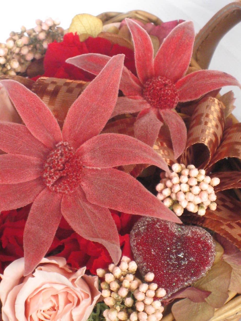 �A���u���b�W���[�Y�@�y�t�����[�A�����W�����g�X�N�[���z