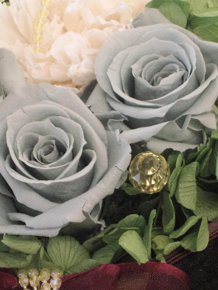 �A���u���b�W���[�Y�@�y�t�����[�A�����W�����g�X�N�[���z