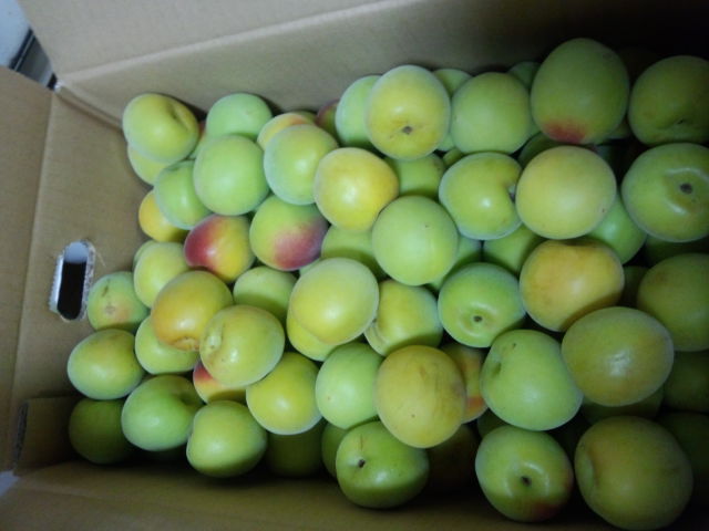 ���̍��̖l�́E�E�E�E������������́H part2