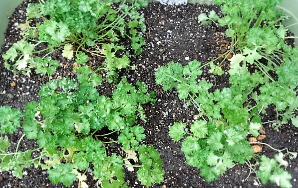 ���̍��̖l�́E�E�E�E������������́H part2