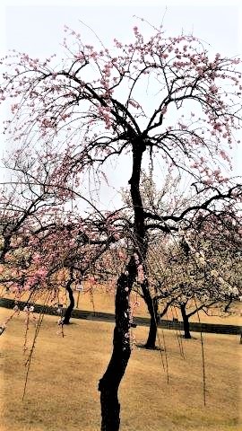 ���̍��̖l�́E�E�E�E������������́H part2