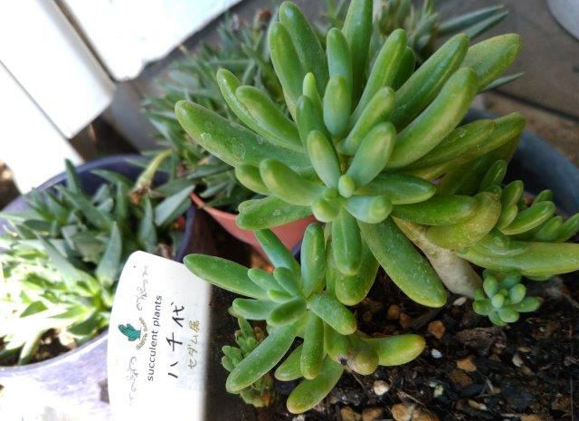 ���̍��̖l�́E�E�E�E������������́H part2