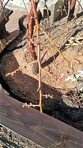 ���̍��̖l�́E�E�E�E������������́H part2