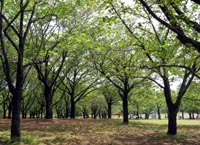 ���̍��̖l�́E�E�E�E�E������������́H