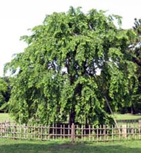 ���̍��̖l�́E�E�E�E�E������������́H