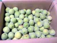 ���̍��̖l�́E�E�E�E�E������������́H