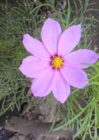 ���̍��̖l�́E�E�E�E�E������������́H