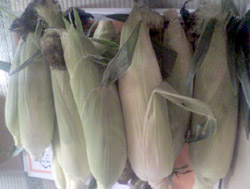 ���̍��̖l�́E�E�E�E�E������������́H