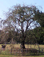 ���̍��̖l�́E�E�E�E�E������������́H