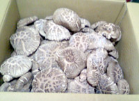 ���̍��̖l�́E�E�E�E�E������������́H