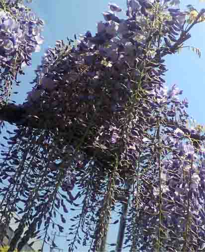 ���̍��̖l�́E�E�E�E�E������������́H