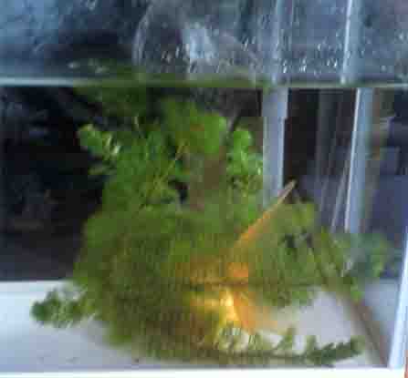 ���̍��̖l�́E�E�E�E�E������������́H