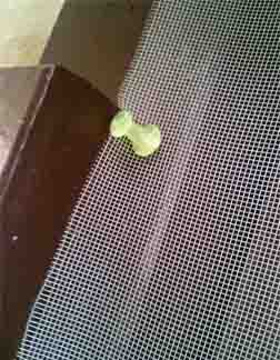 ���̍��̖l�́E�E�E�E�E������������́H