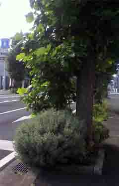 ���̍��̖l�́E�E�E�E�E������������́H