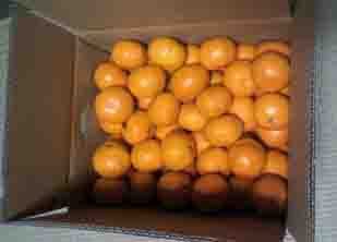 ���̍��̖l�́E�E�E�E�E������������́H