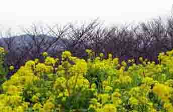 ���̍��̖l�́E�E�E�E�E������������́H