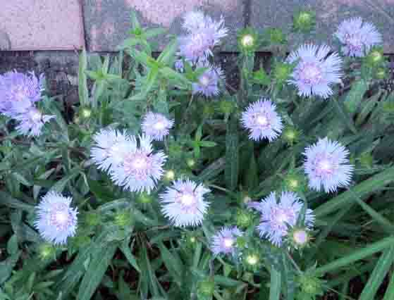 ���̍��̖l�́E�E�E�E�E������������́H