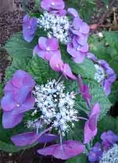 ���̍��̖l�́E�E�E�E�E������������́H